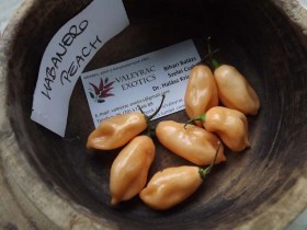Barack Habanero chili - Csípős paprika ritkaságok az Egzotikus Növények Stúdiója kínálatában